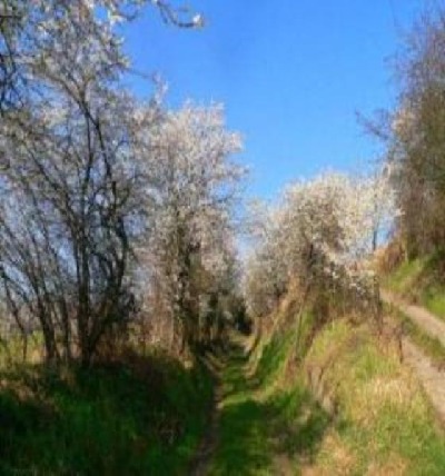 Münzelhohl zur Zeit der Baumblüte